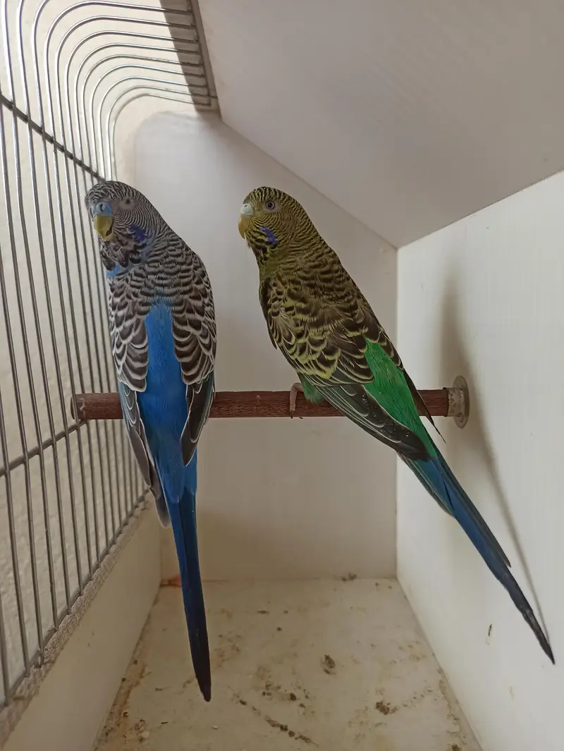 Beautifully ready to breed Pairs Black Face Black wings