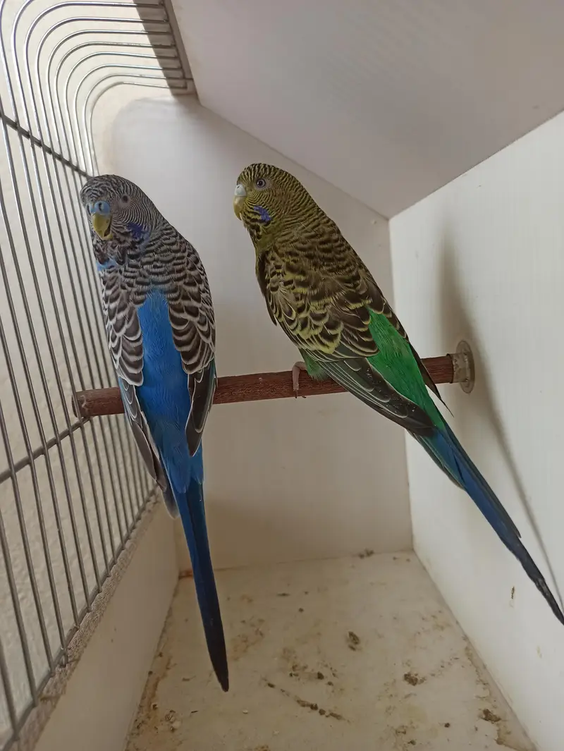 Beautifully ready to breed Pairs Black Face Black wings — photo 2