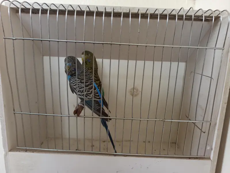 Beautifully ready to breed Pairs Black Face Black wings — photo 3