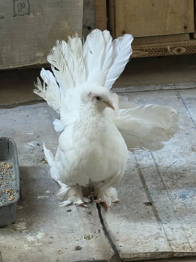 American laka