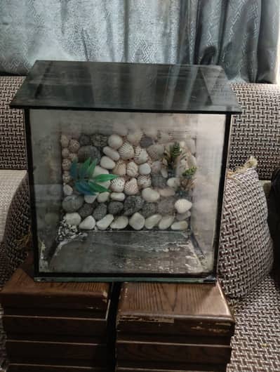 fish aquarium