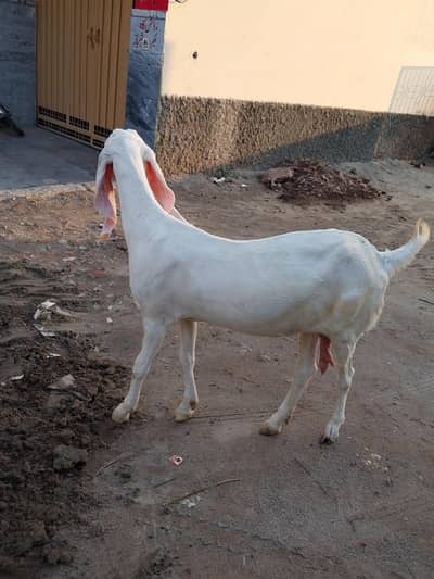 BEAUTIFUL 4 MONTHS PREGNANT PURE RAJANPURI GOAT