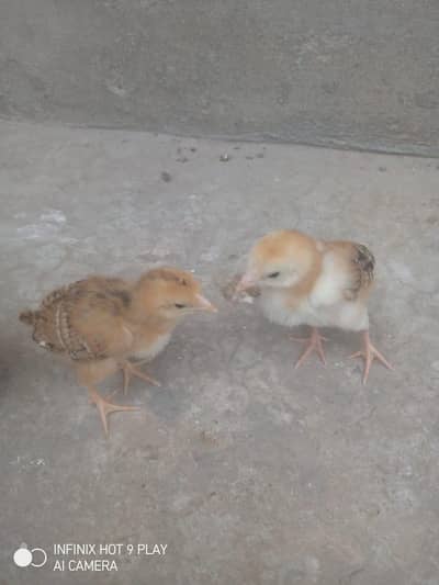 Chicks for sale.