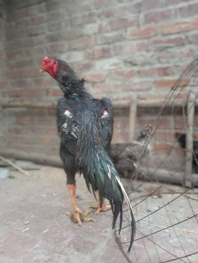 Heavy Black Shamo Male | Strong Body | Reasonable Price 03184480260