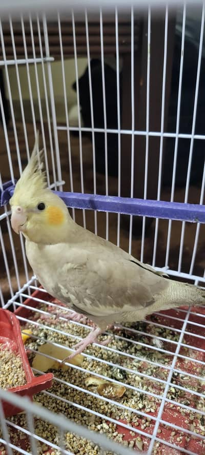 cocktiel parrot
