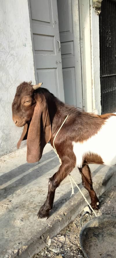 kamori cross bakra