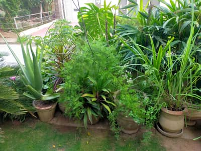 Outdoor plants and pots for sale