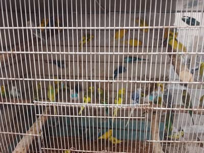 budgies for sale
