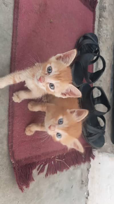 2 Cute Orange Kittens Available – Healthy & Playful