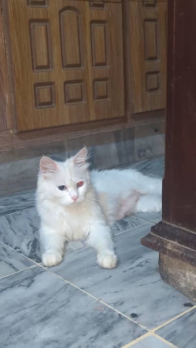 Persian cat white color blue eyes