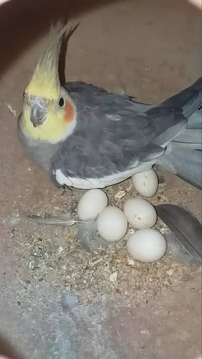 cocktail breeder pair for sale