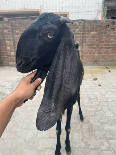 3 Years Old Milk-Giving Goat (Bakri) for Sale