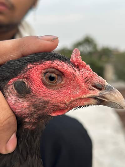 penus pokye female