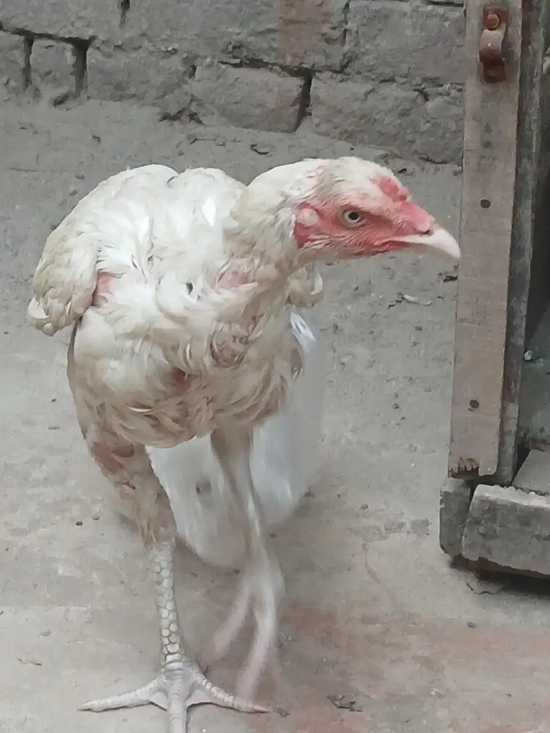 Harie mandi — photo 3