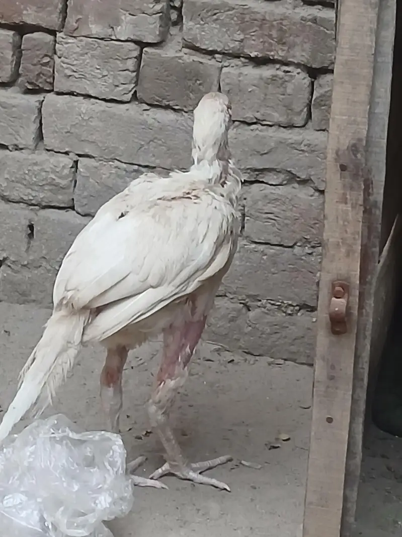Harie mandi — photo 6