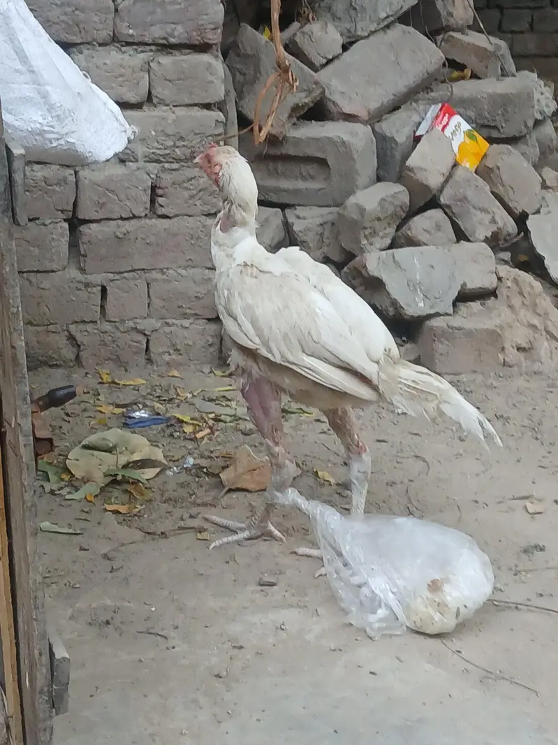 Harie mandi — photo 8