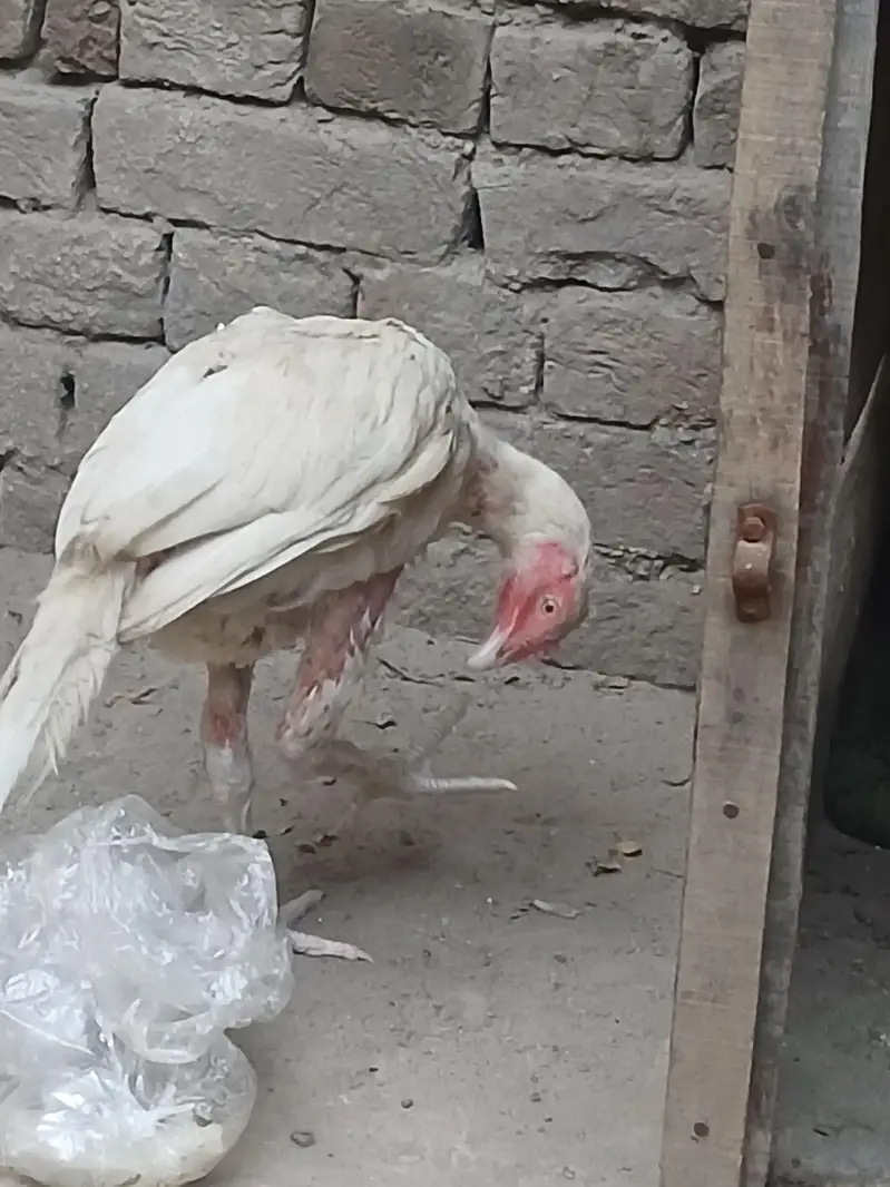 Harie mandi — photo 9