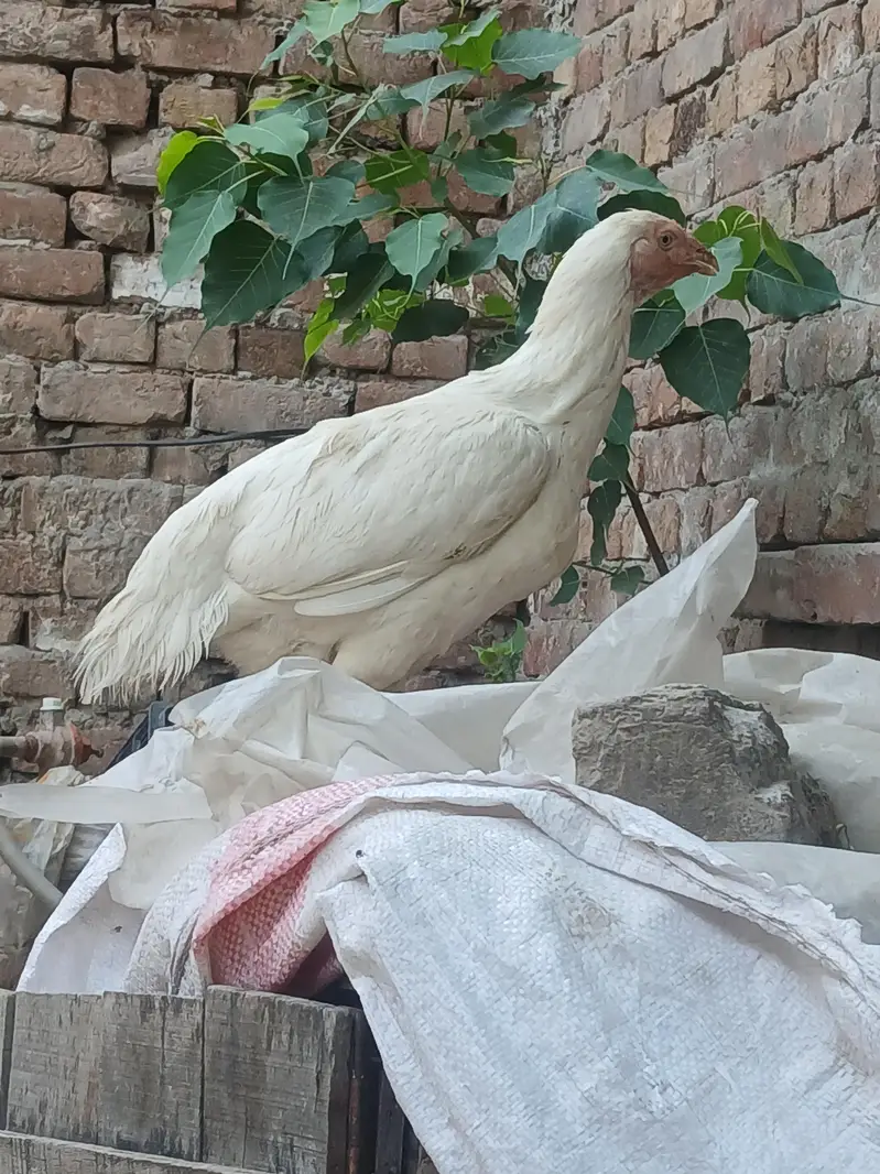 Harie mandi — photo 10