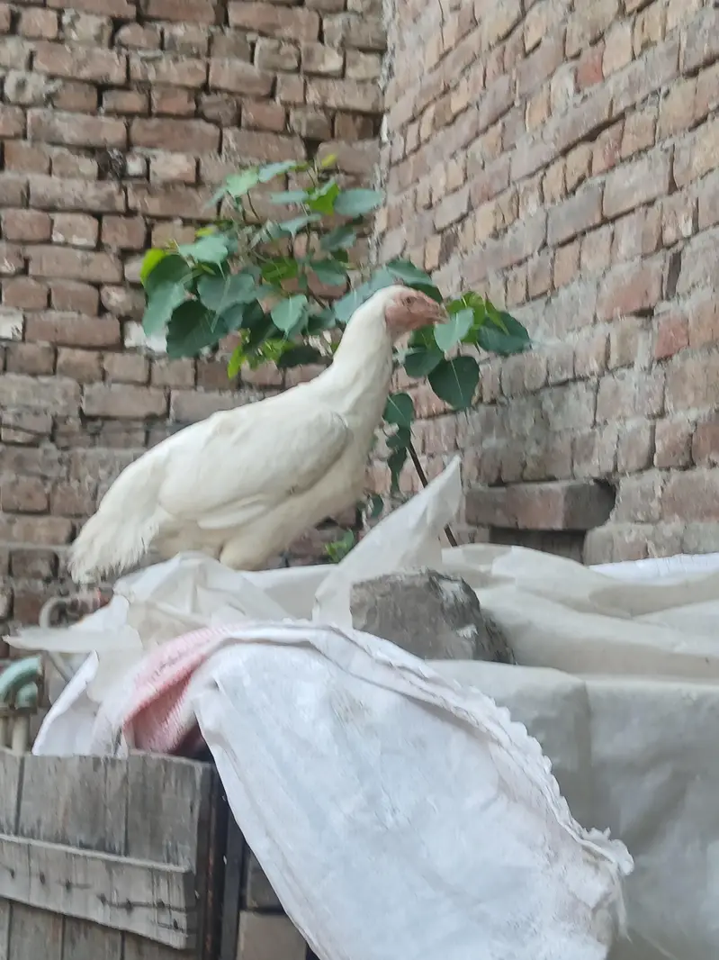 Harie mandi — photo 11