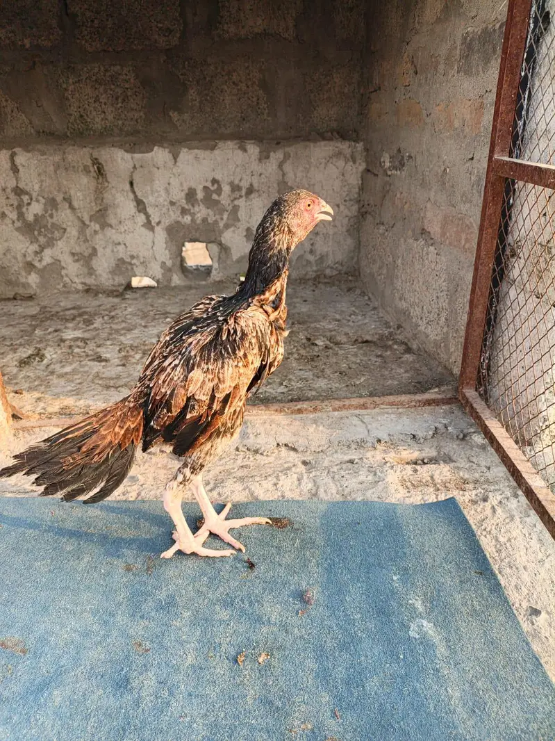 Aseel patha — photo 3
