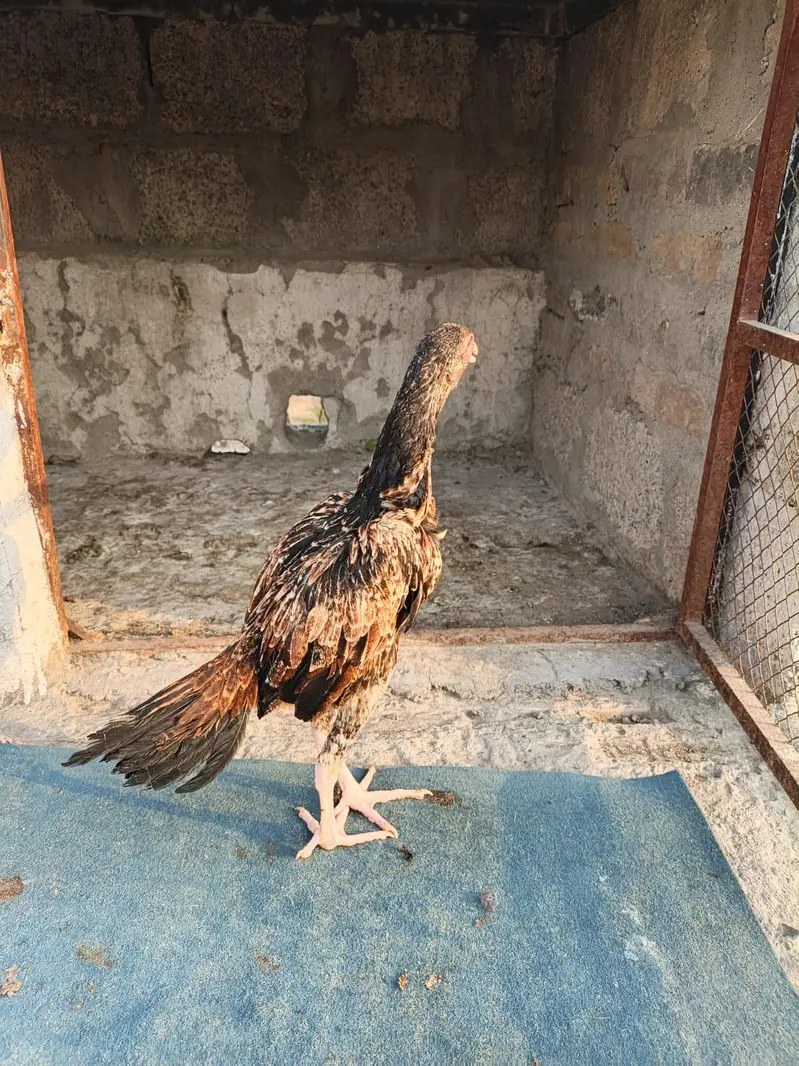 Aseel patha — photo 4