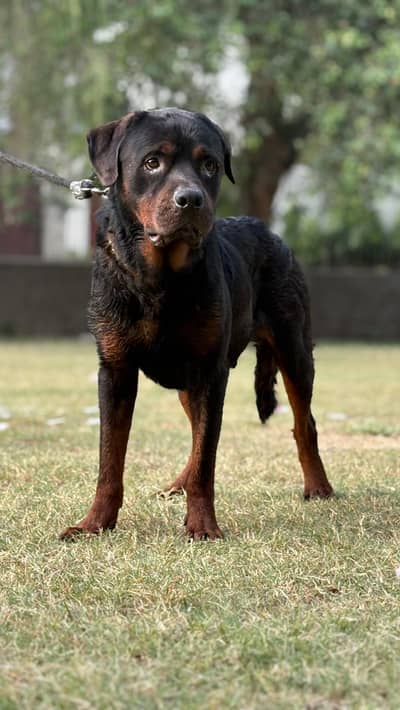 non ped ROTTWEILER MALE BOY