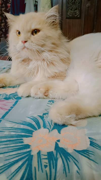 male cat . .  Simbah