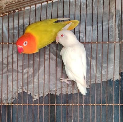 breeder pair for sale