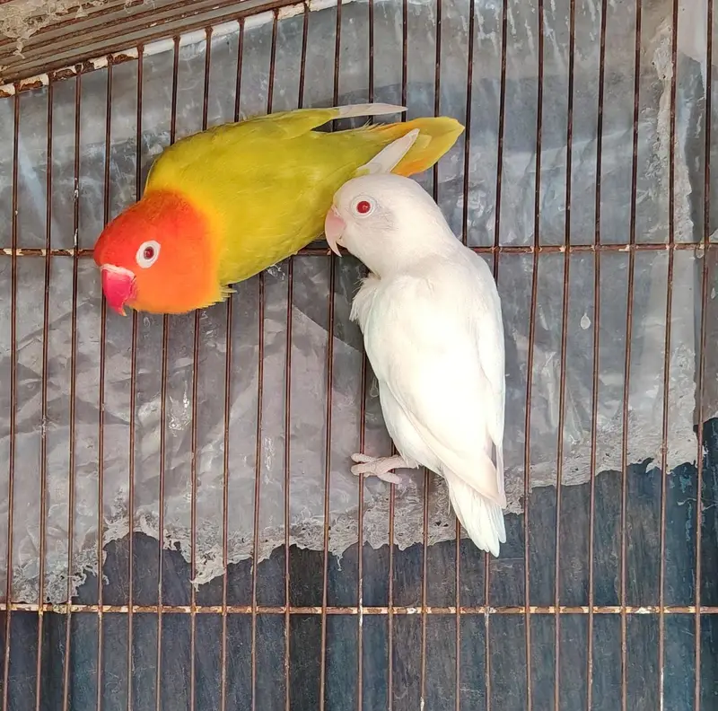 breeder pair for sale