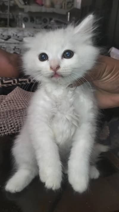 white Persian cat triple coated blue eyes whatsapp 03120635588