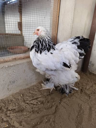 Columbian brahma female