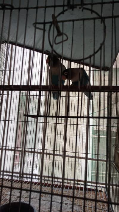 Bird's and Cage