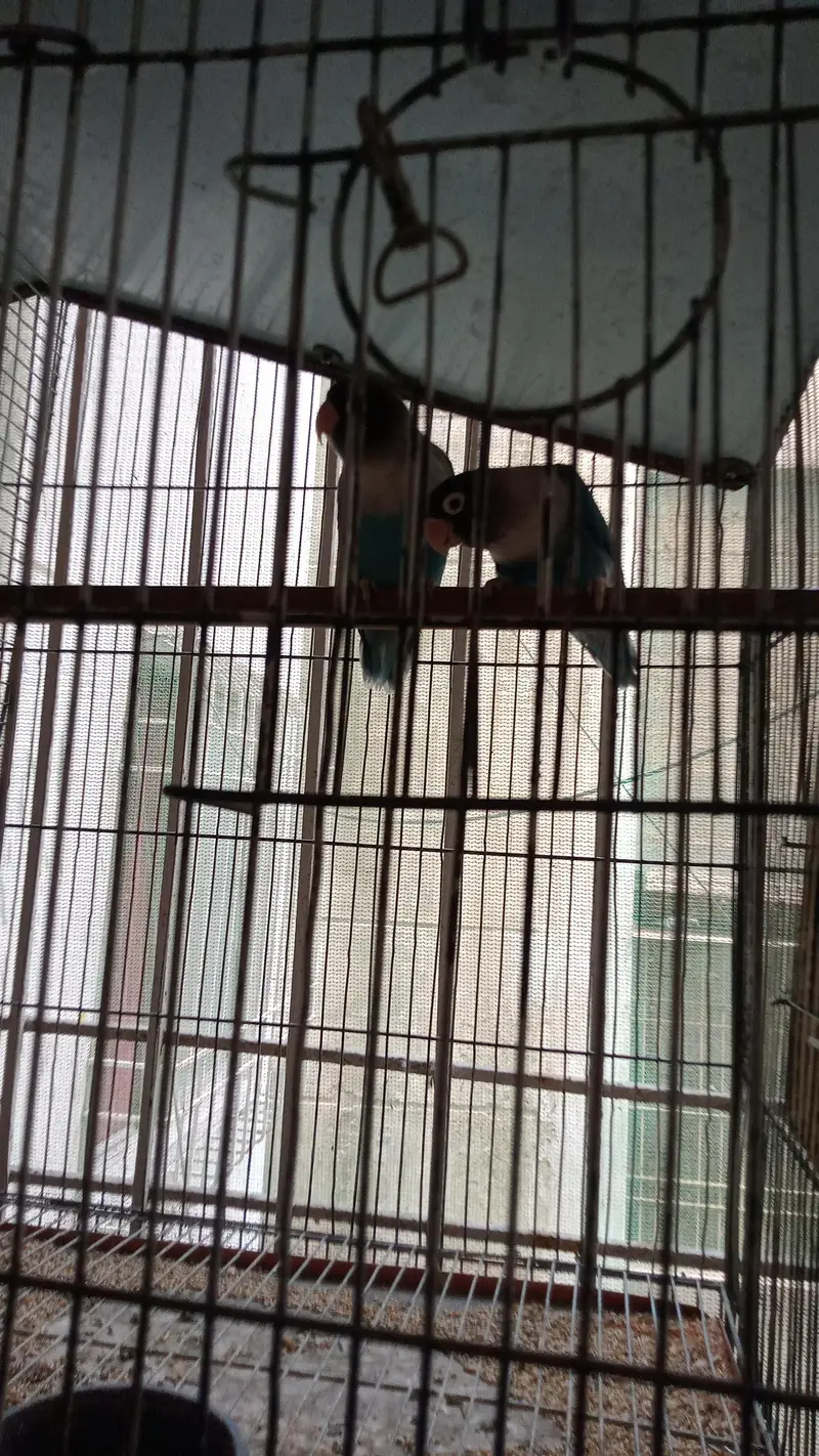 Bird's and Cage