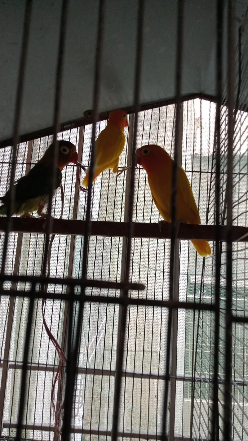 Bird's and Cage — photo 2