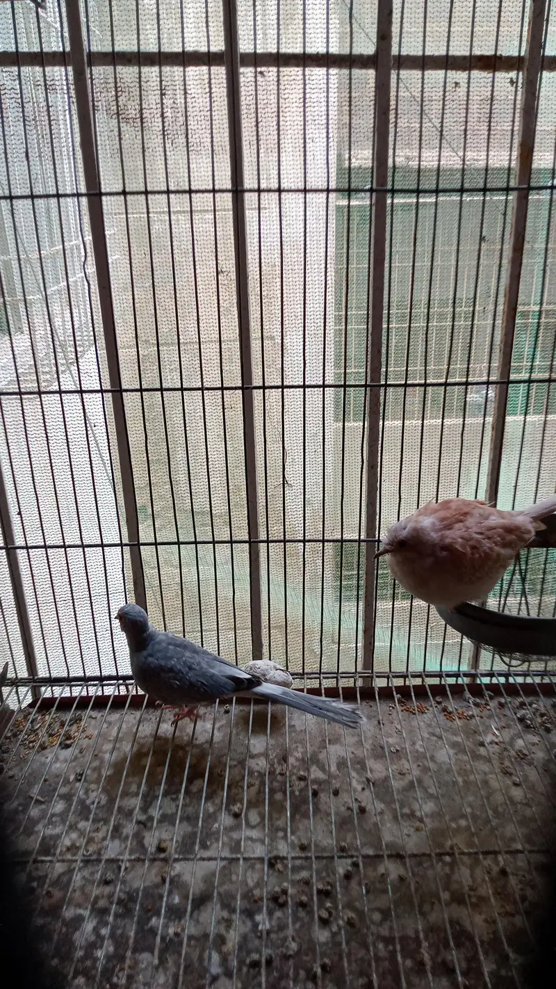 Bird's and Cage — photo 3