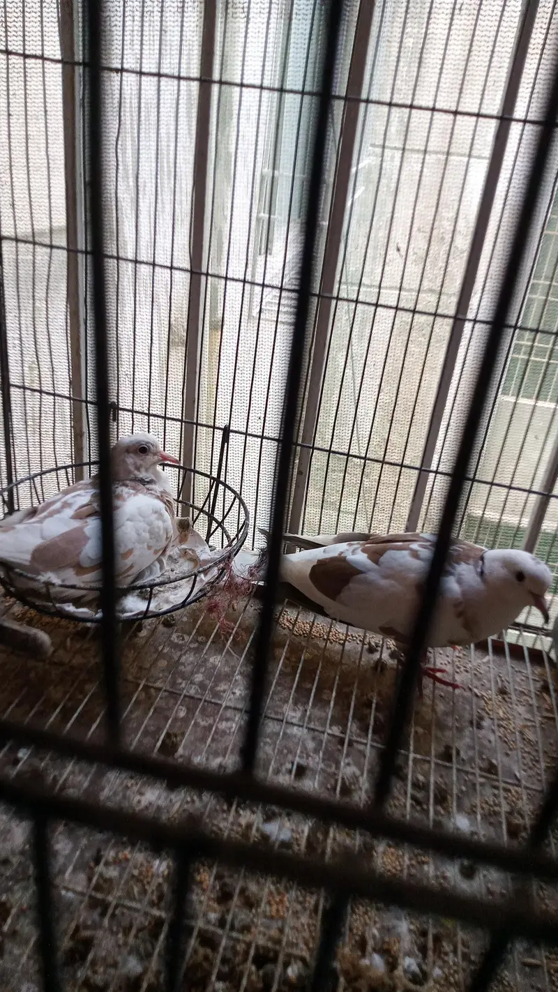 Bird's and Cage — photo 4