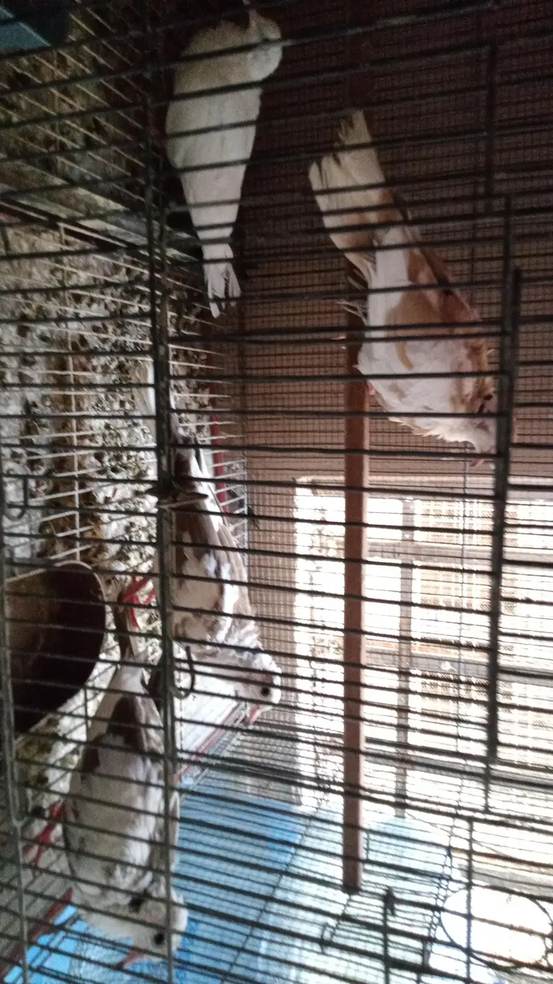Bird's and Cage — photo 5