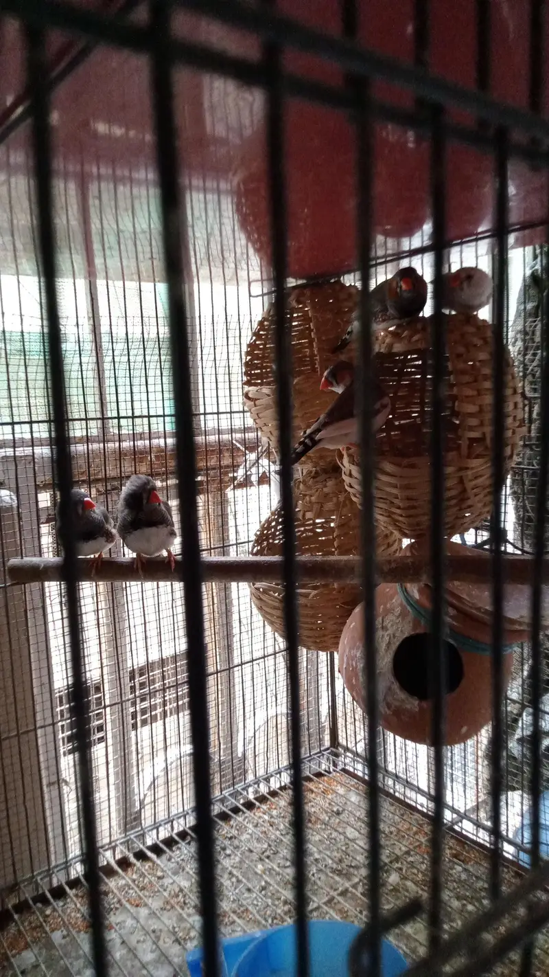 Bird's and Cage — photo 6