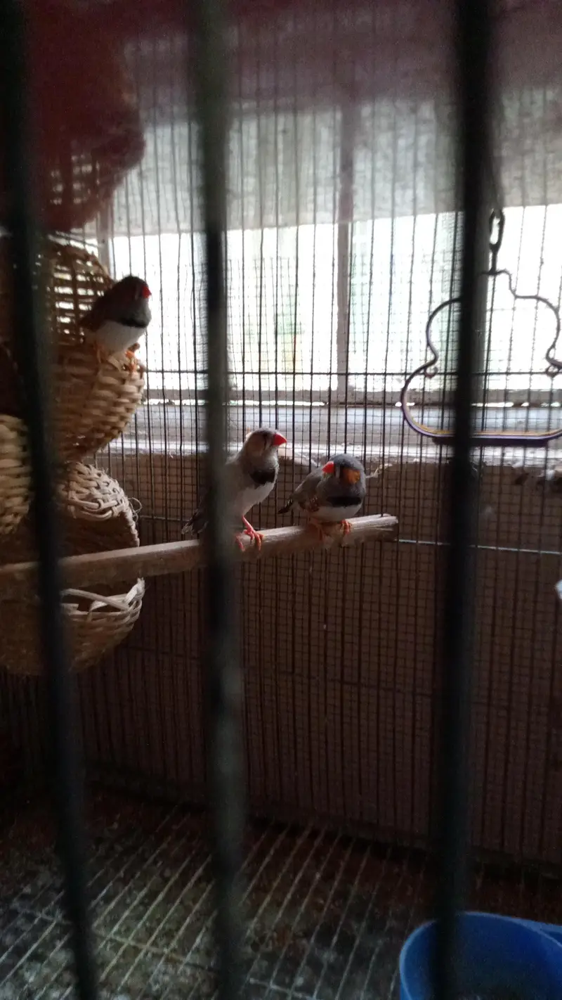 Bird's and Cage — photo 7