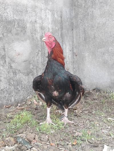 miawali aseel murgha for sale. . .