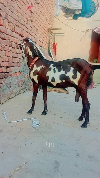 Amritsar 6dant