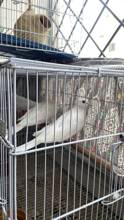 DOVES FOR SALE WITH CAGE
