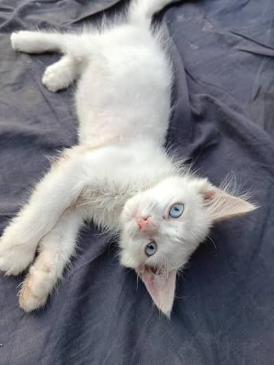 kids cat