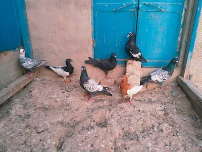 Need baby pigeons for handtaming