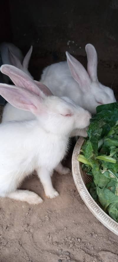 6 rabbits