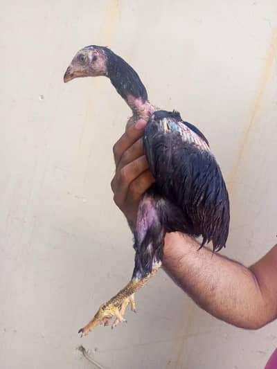 aseel chick fresh and healthy contact WhatsApp 03154290815