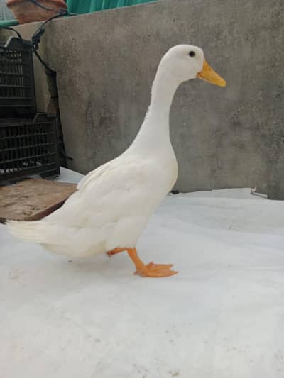 Ducks