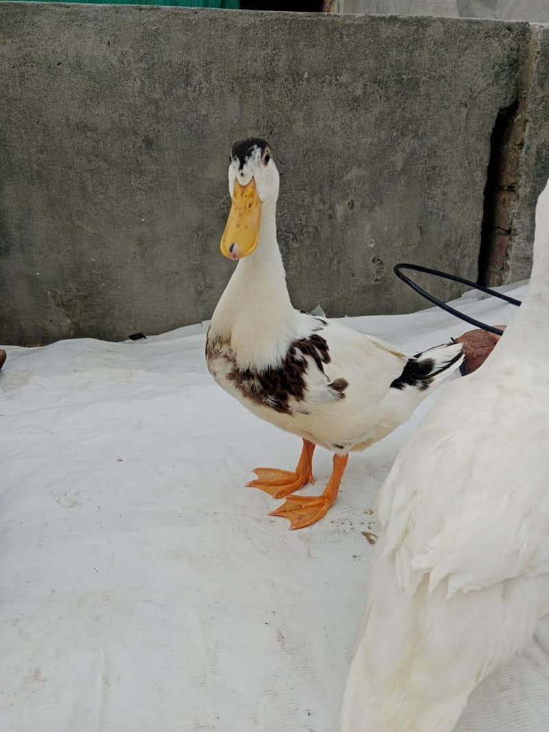 Ducks 1
