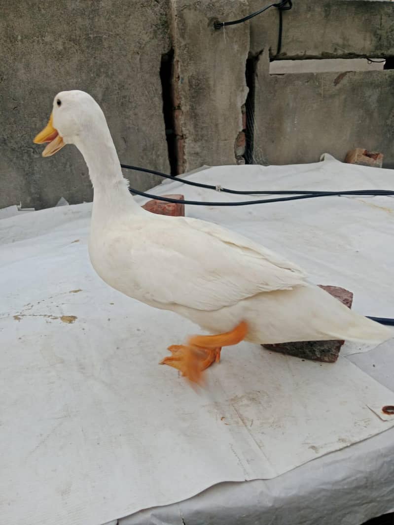 Ducks 2