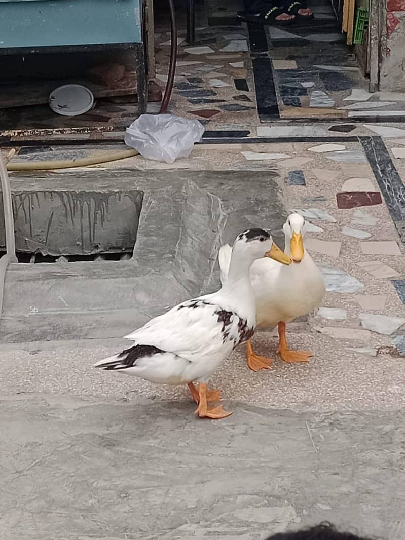 Ducks 3